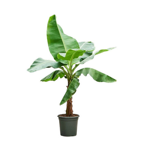 Green Banana Plants
