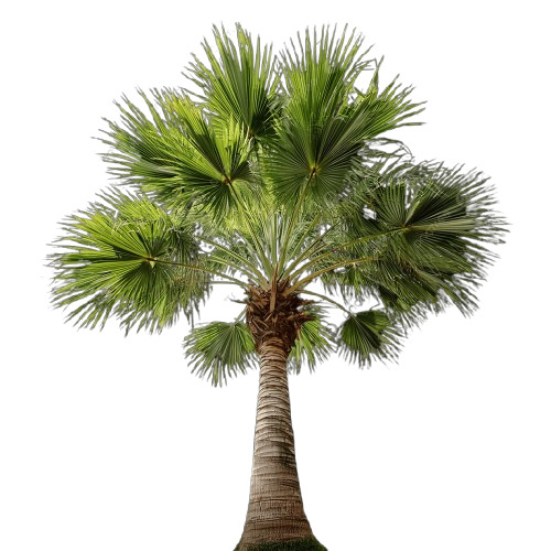 Palm Trees
