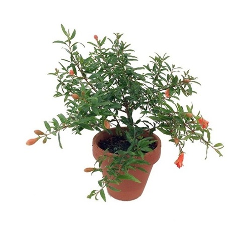 Pomegranate Plants