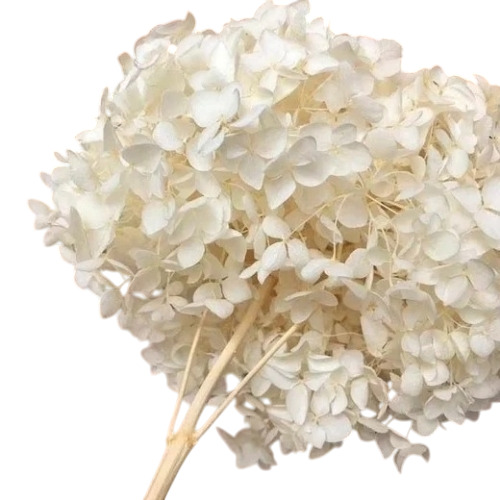 Dried Hydrangea Flower