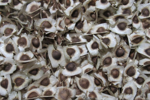 Moringa Seed