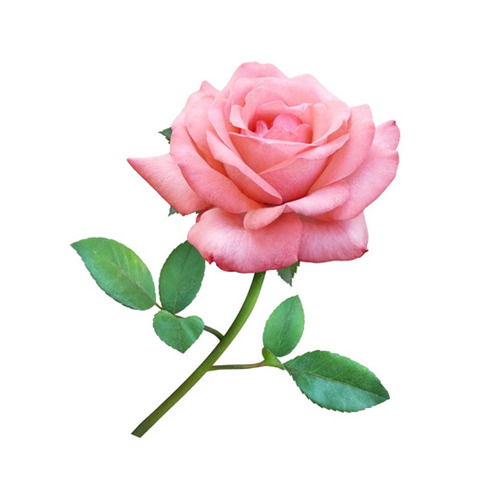 Pink Rose Flower