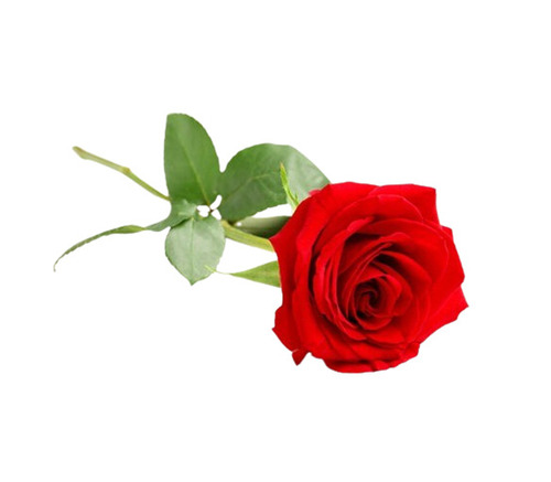 Red Rose