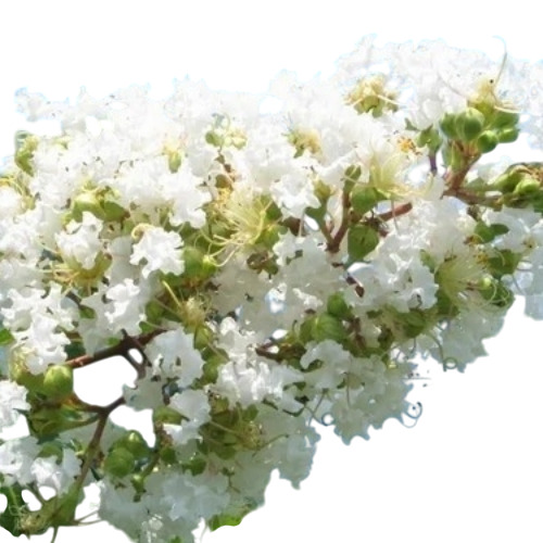 White Myrtle Flower