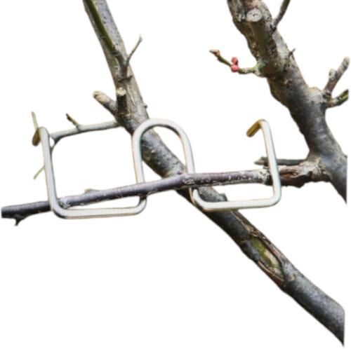 Branch Bending Hook - Advantage: Encourages Better Sunlight Exposure