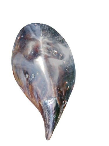 Oyster Clamp Sea Shell 11.50 Inch
