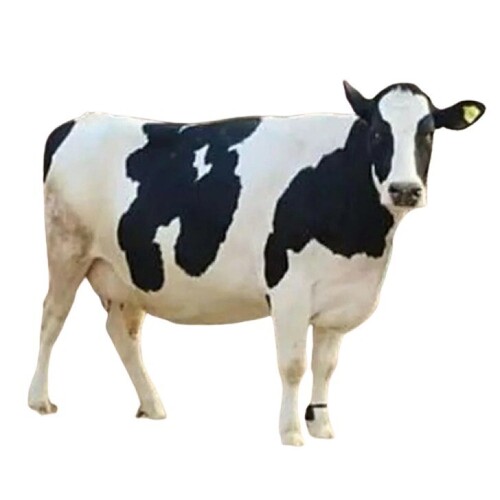 Dairy Cow - Color: White And Black