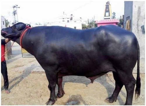 Murrah Bull