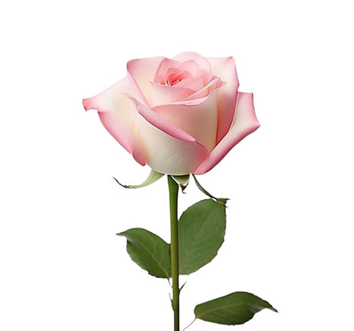 Pink Rose Flower