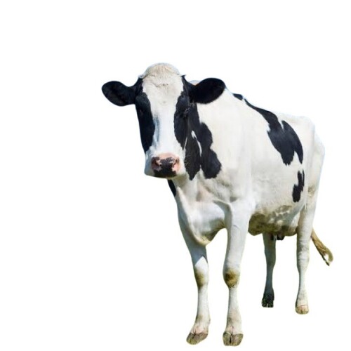 Sahiwal Cow - Color: White And Black