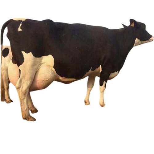 Sahiwal Cows - Color: White And Black