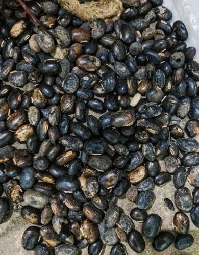 Lotus Seed