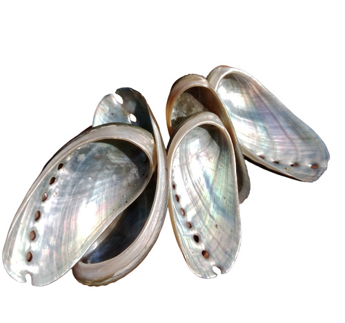 Holiotis Asinina Sea Shell