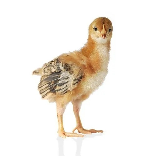 Poultry Farm Giriraja Chick