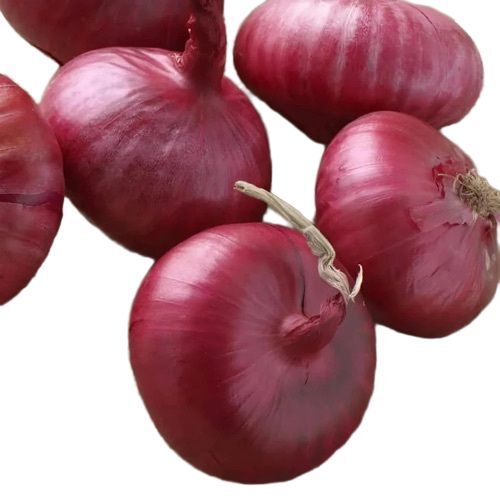 Red Large Onion