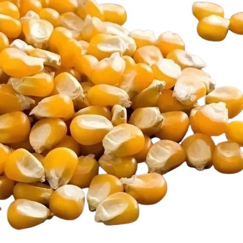 Yellow 9108 Maize Seed
