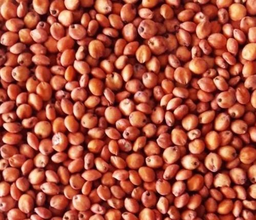 Sudan Grass Seed