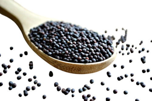 Mustard Seed