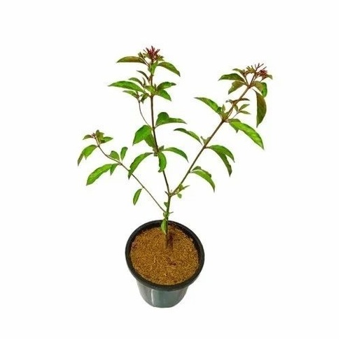 Decorative Hedge Plant