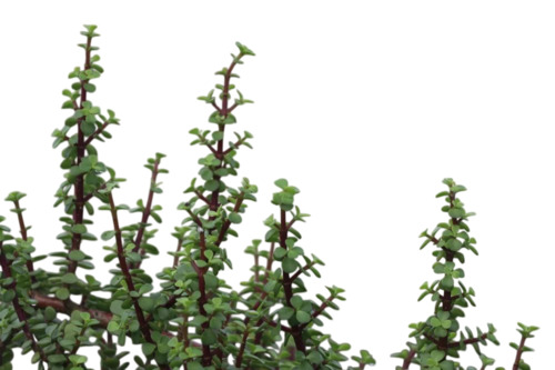 Green Bonsai Plant