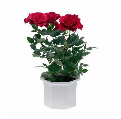Rose Plants