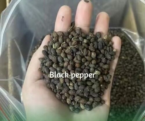 Black Pepper