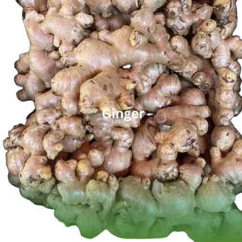 Fresh Ginger