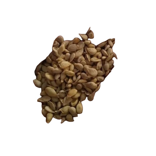 Hybrid Lemon Seeds