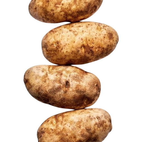 Fresh Potato