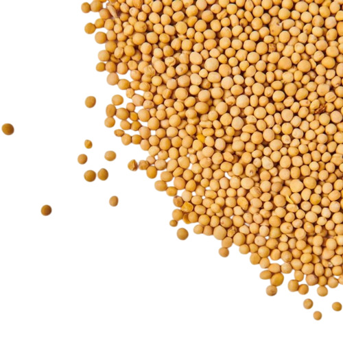 Yellow Mustard Seeds