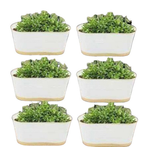 Iron Ovalhanging Flower Pot