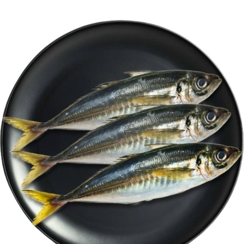 Frozen Horse Mackerel Fish