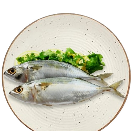 Indian Mackerel