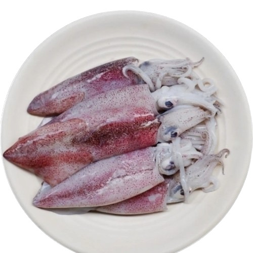 Loligo Fish