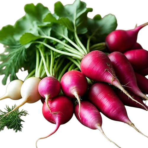Fresh Red Radish