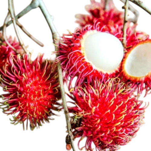 Rambutan Fruit