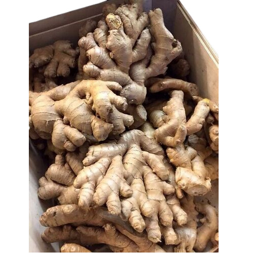 Raw Ginger - Cultivation Type: Traditional