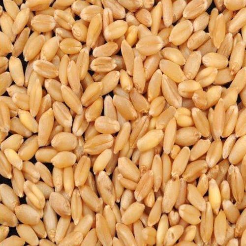 Wheat