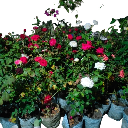 Garden Rose Plant