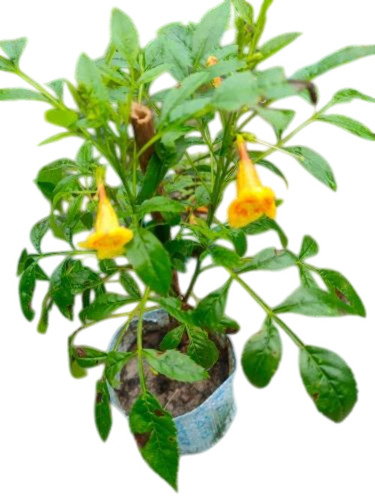 Tecoma Yellow Flower Plant