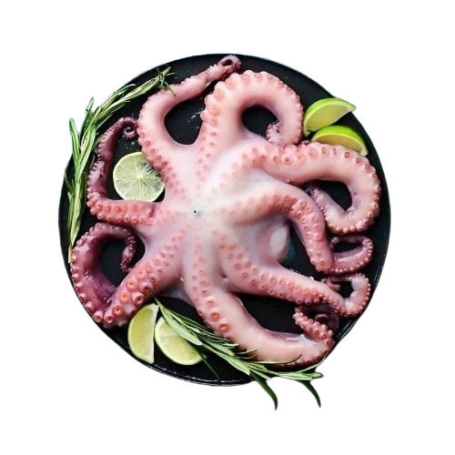 Frozen Octopus