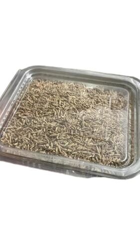 Cumin Seeds