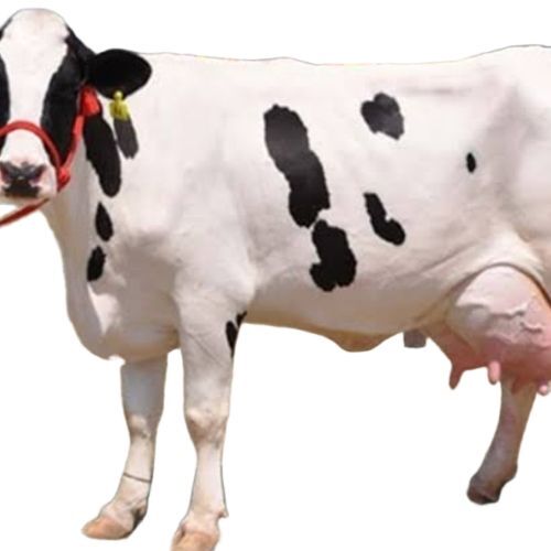 HF Milking Cow