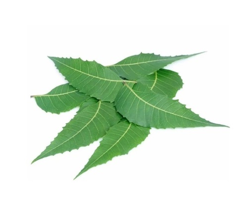 Neem Leaves
