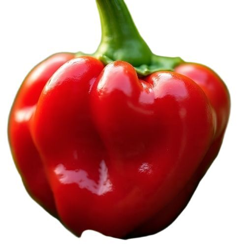 Red Capsicum