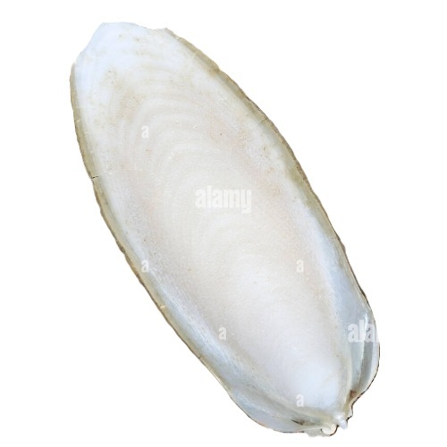 Cuttle Fish Bone