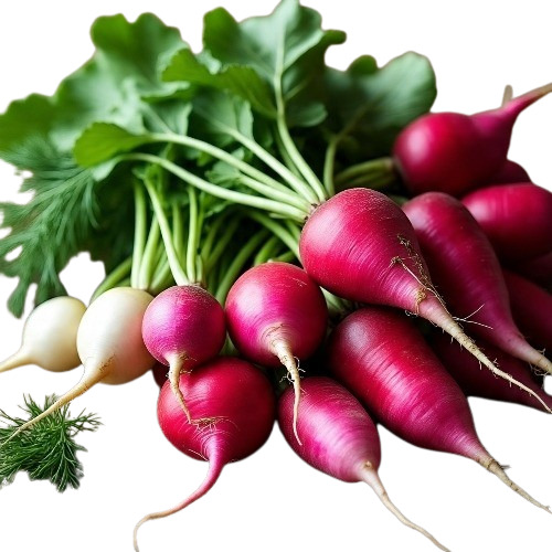 Red Radish 