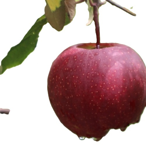 Delicious Apple