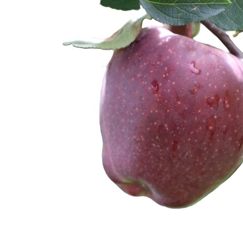 Organic Apple