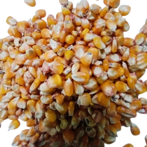 Yellow Maize